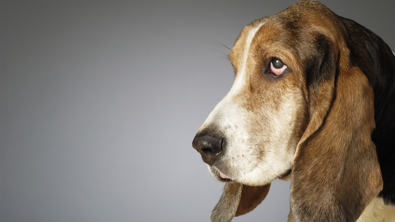 Собака с большими ушами