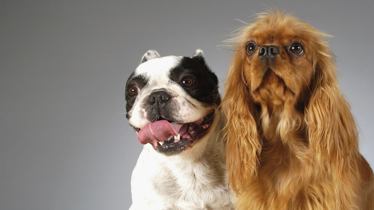 Смешные собаки