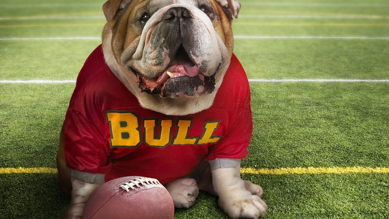 Смешной пес