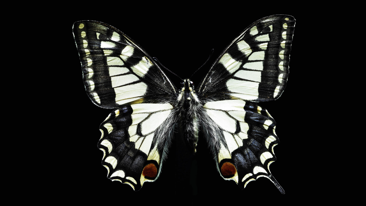 Черно-белая бабочка