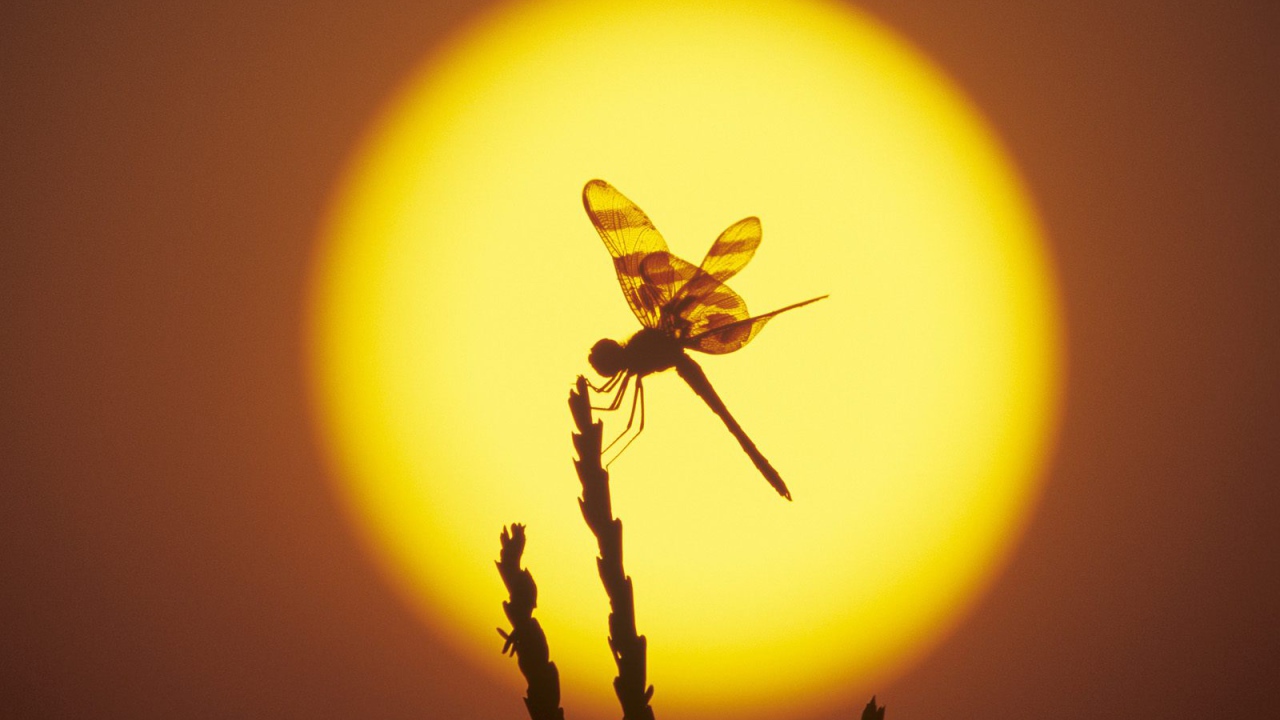 Стрекоза на фоне солнца
