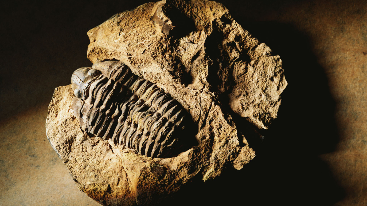 Окаменелость