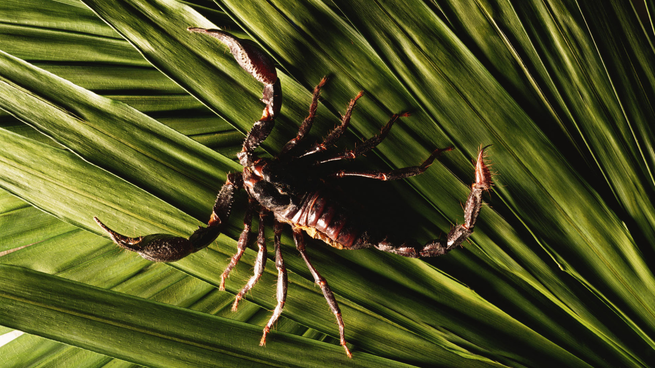 Скорпион в траве