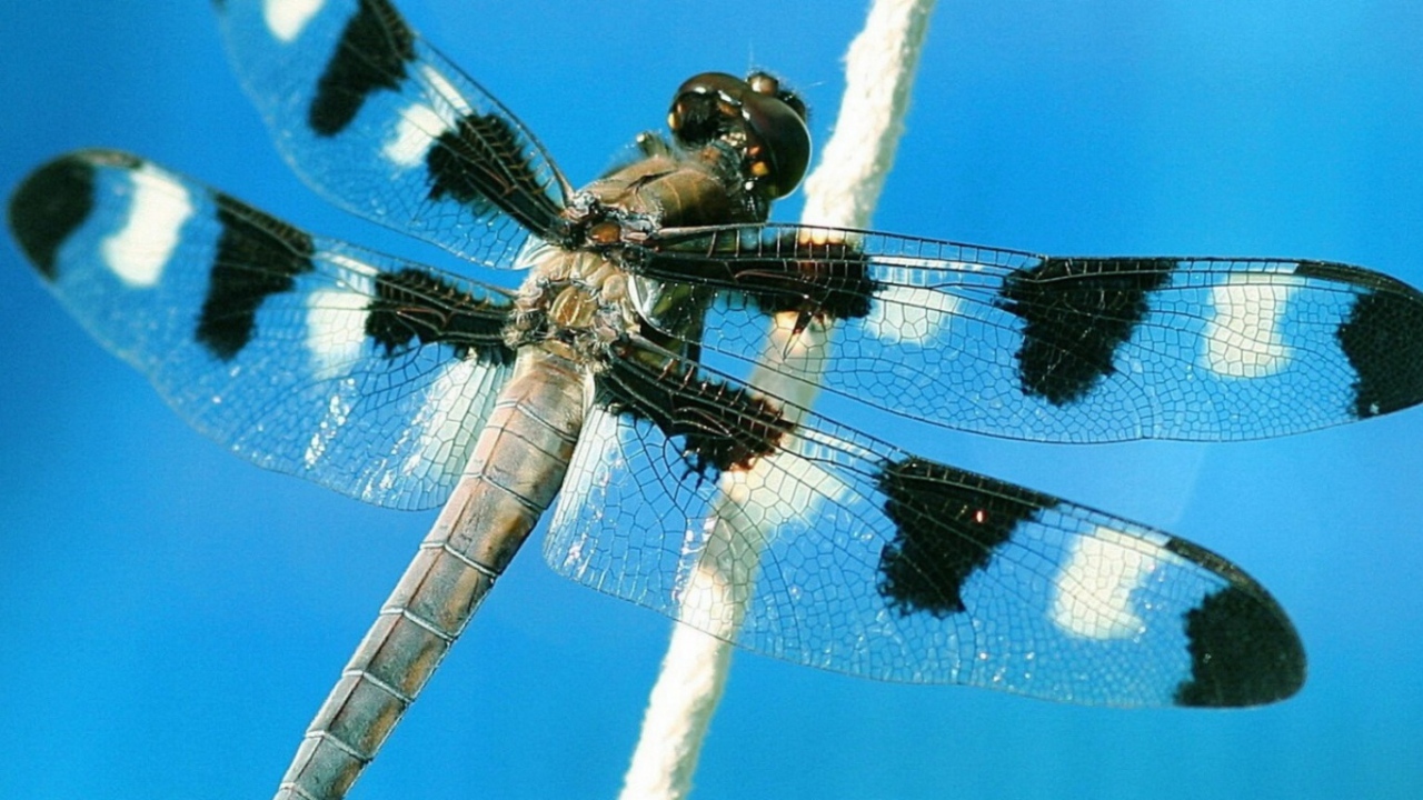 Пятнистая стрекоза