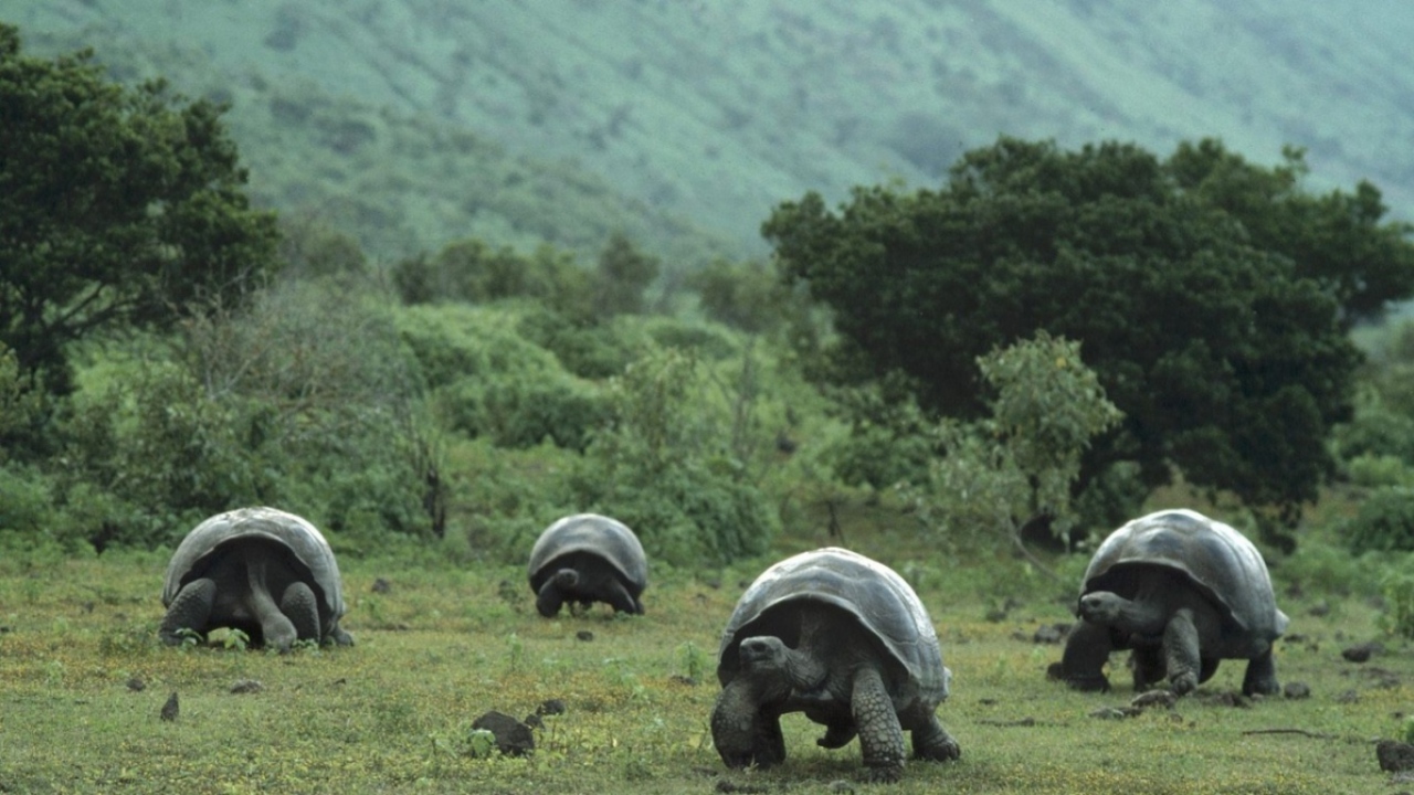 Большие черепахи