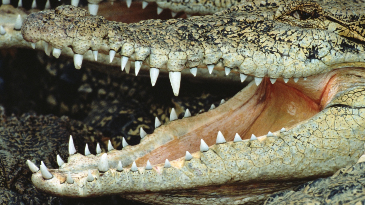 Крокодил