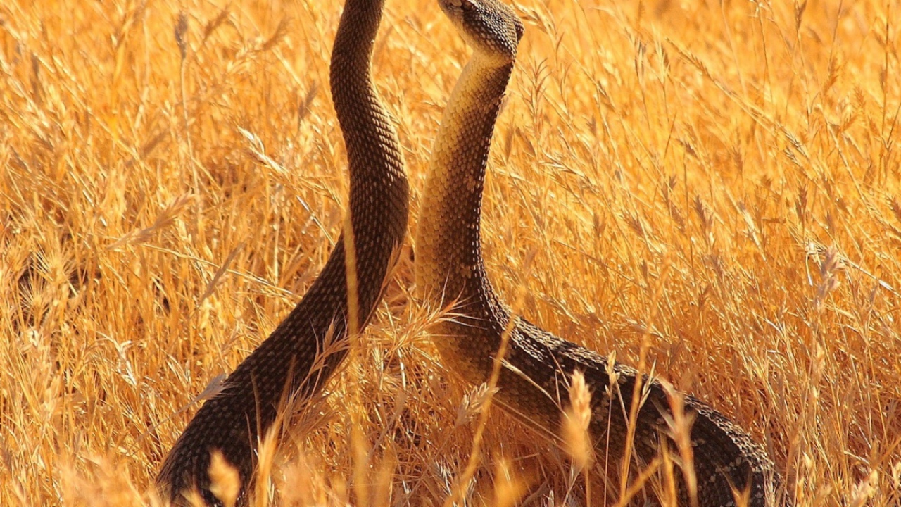 Змеи в поле