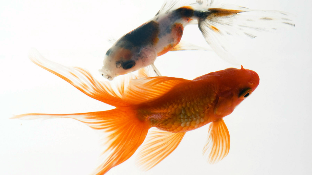 Аквариумные рыбки