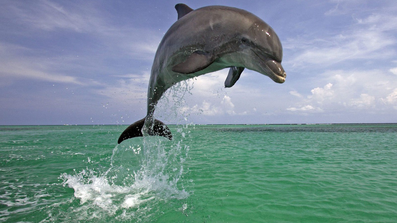 Handsome dolphin