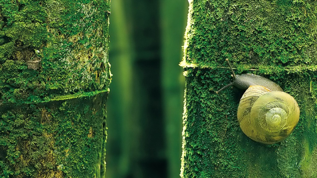 Природный камуфляж