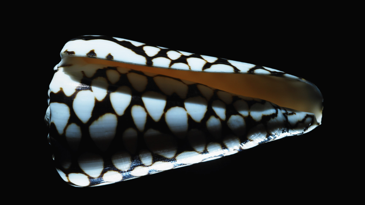 Морская ракушка