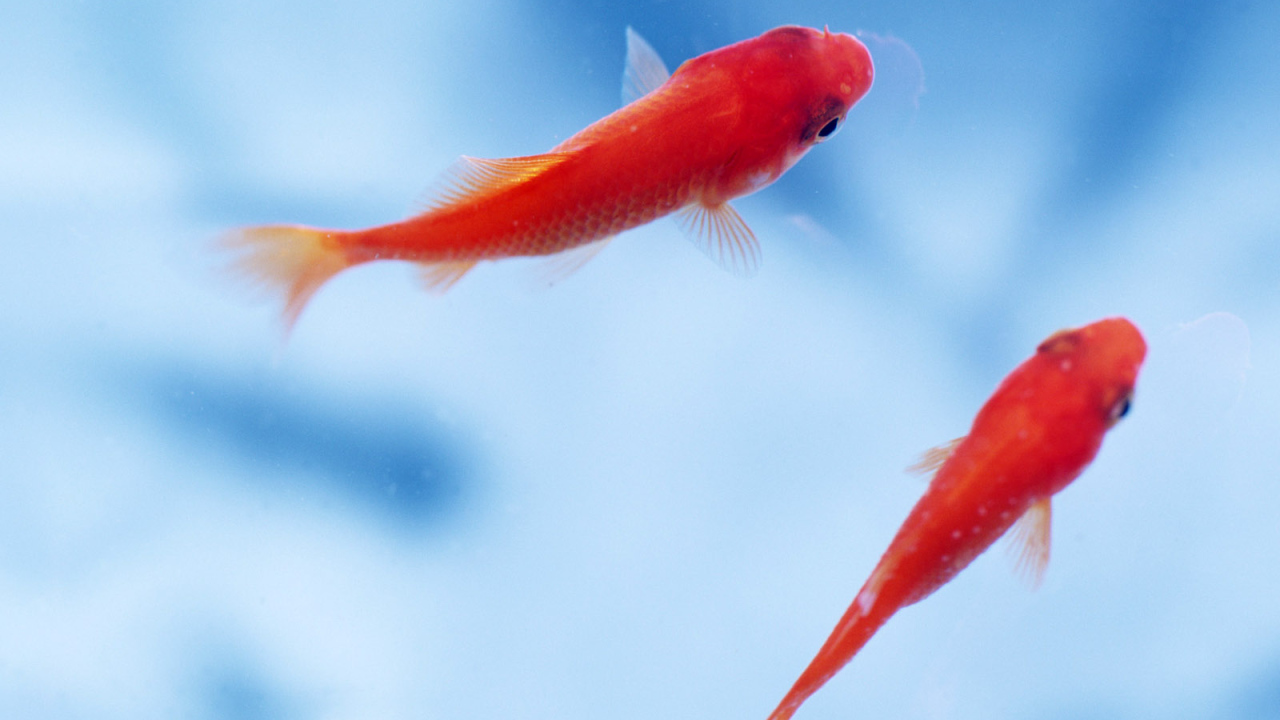 Маленькие рыбки