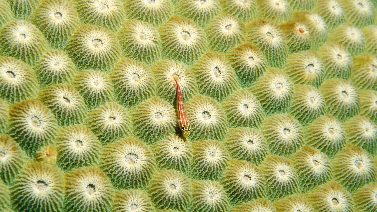 Маленький морской житель