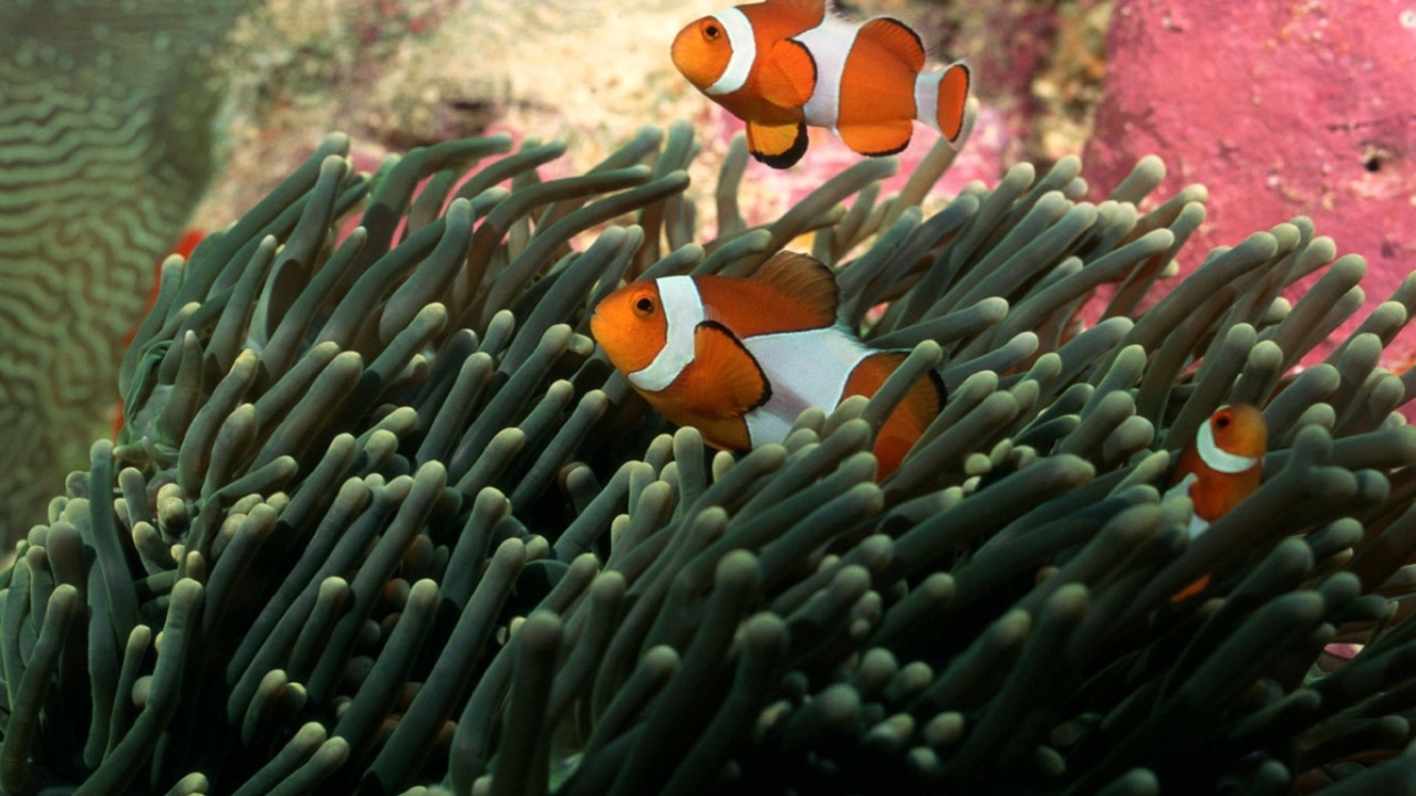 Полосатые рыбки