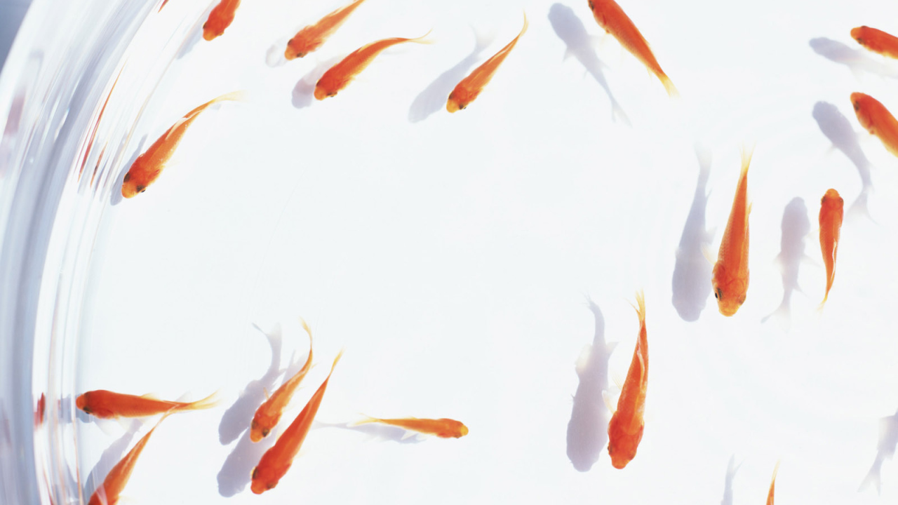 Аквариум с золотыми рыбками