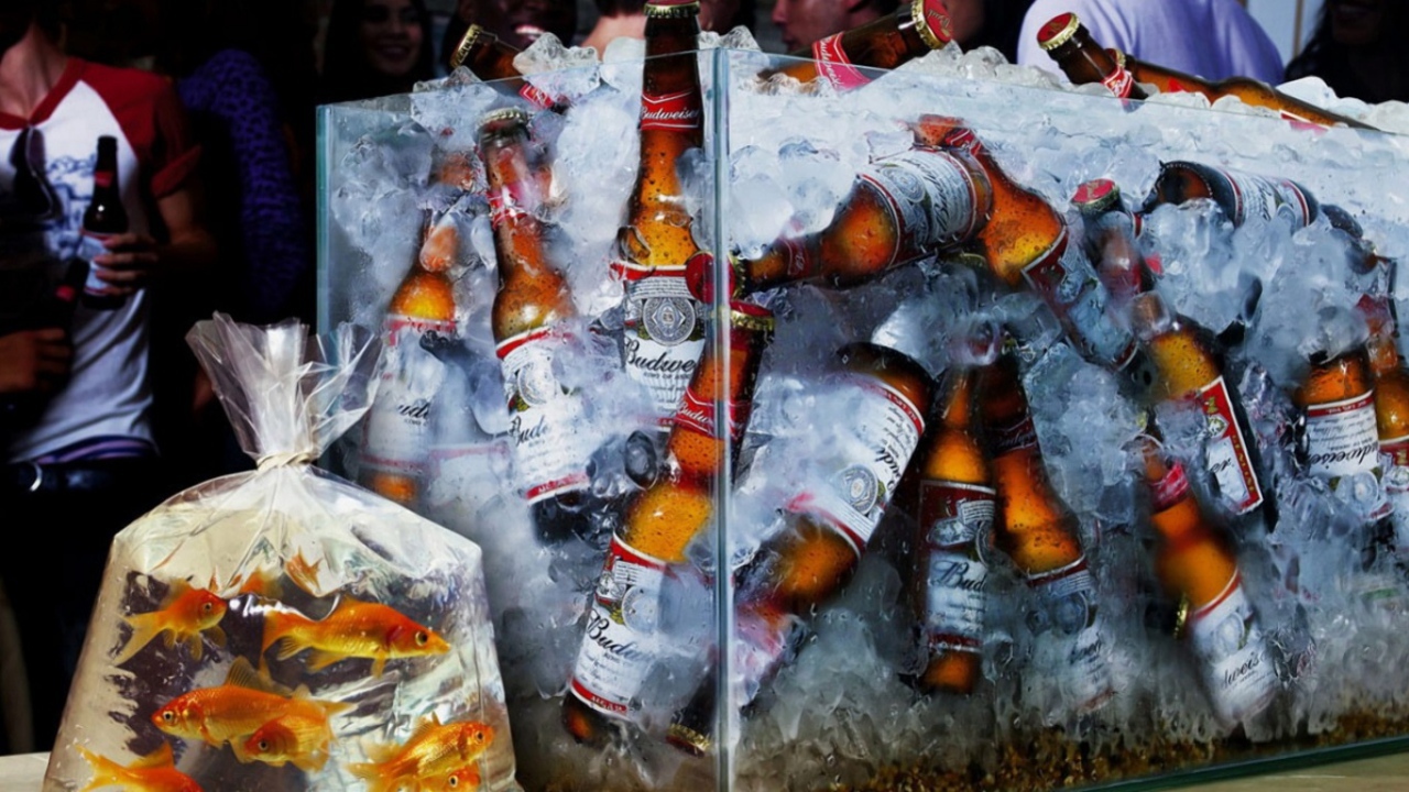 Аквариум с пивом