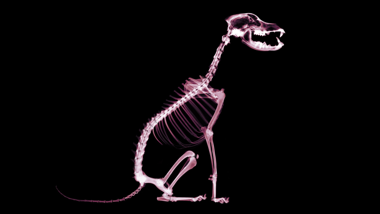 Скелет собаки