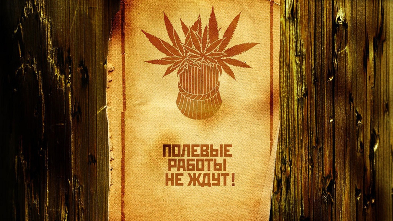 Сбор веселого урожая