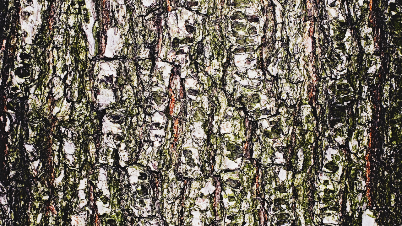 Древесная кора