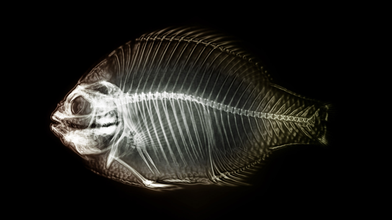 Рентген рыбы