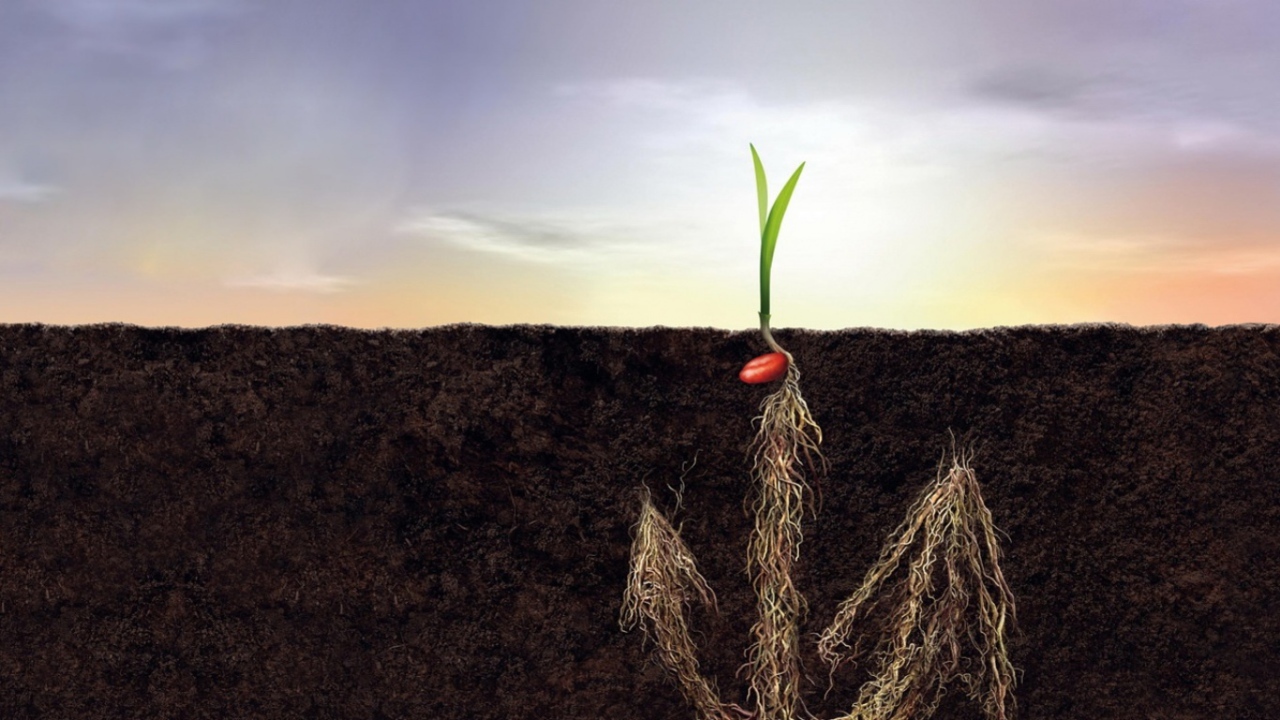 Корни как якорь