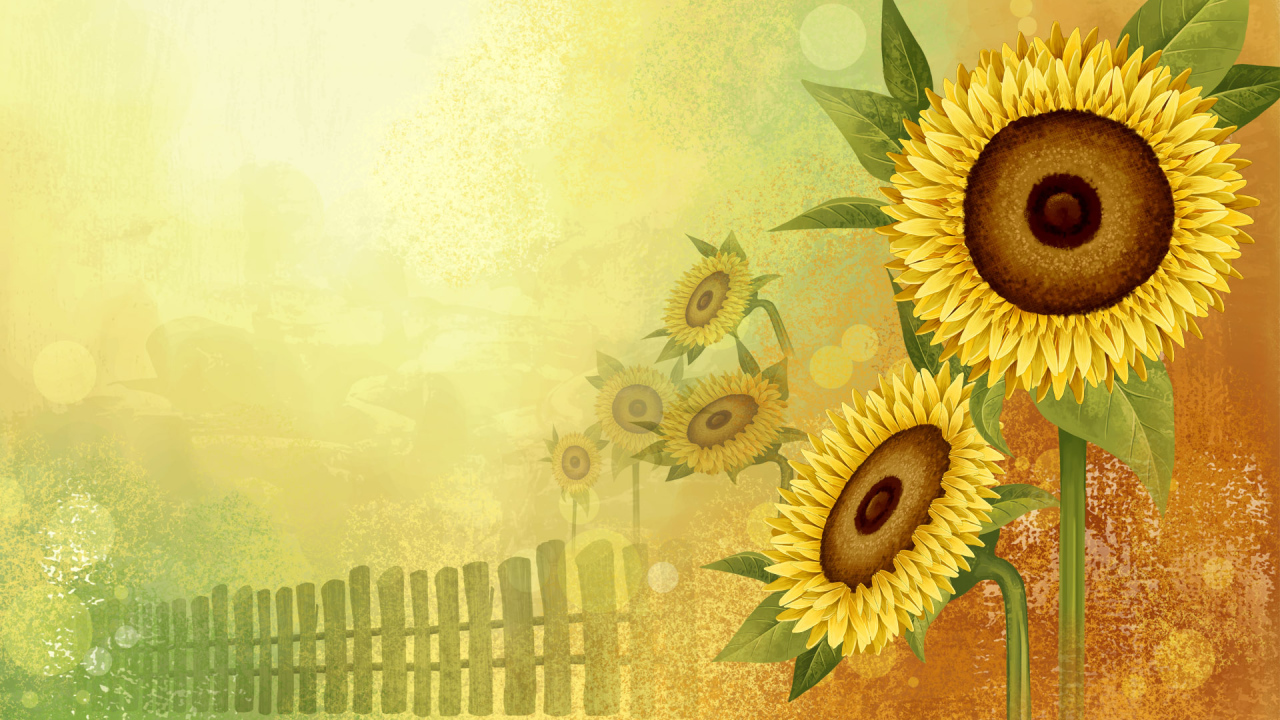 Цветы подсолнуха