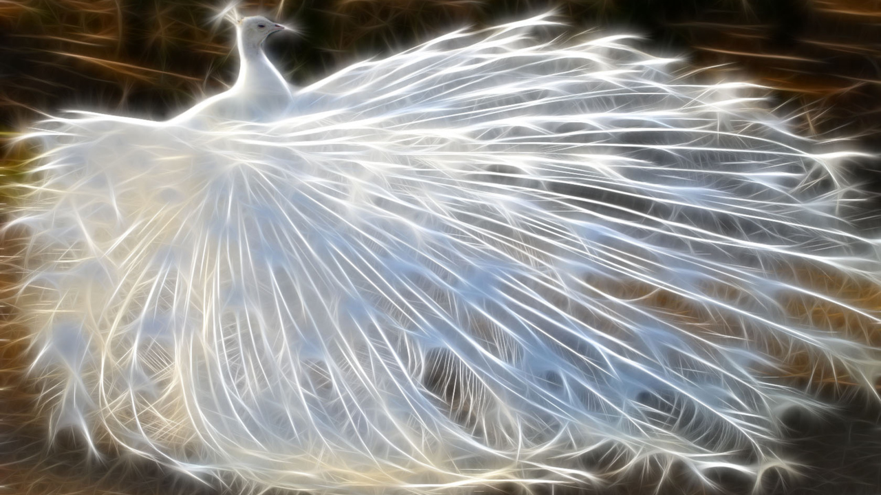 Белый павлин