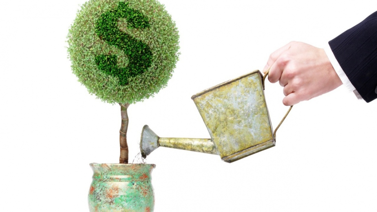 Денежное дерево