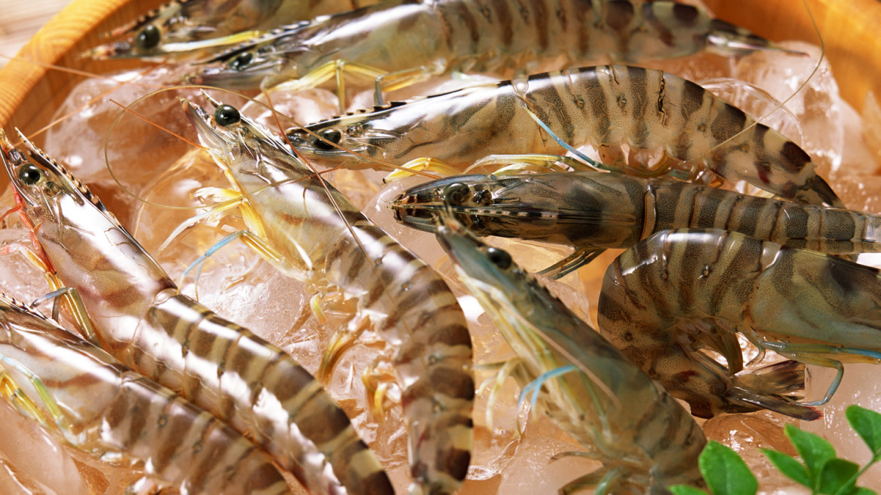 Полосатые креветки