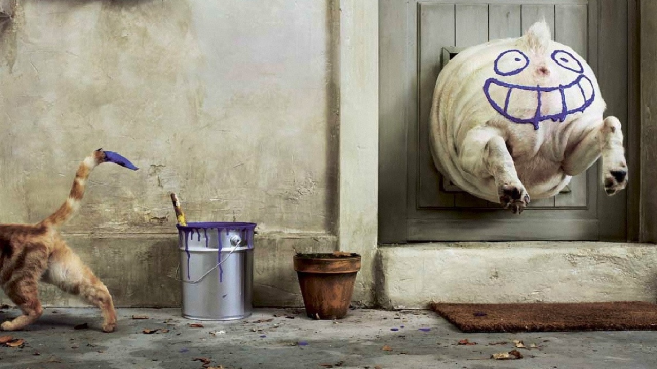 Бестыжий котяра