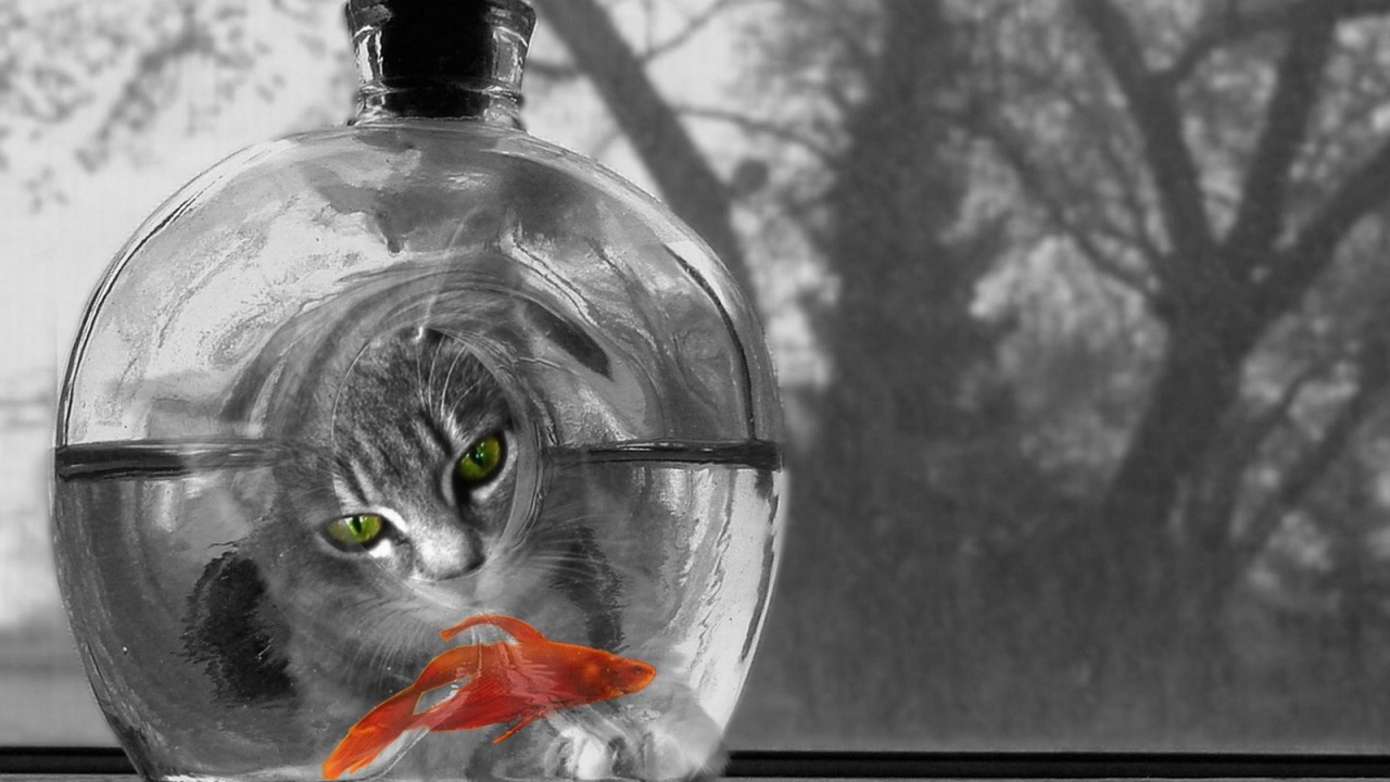 Котяра и рыбка