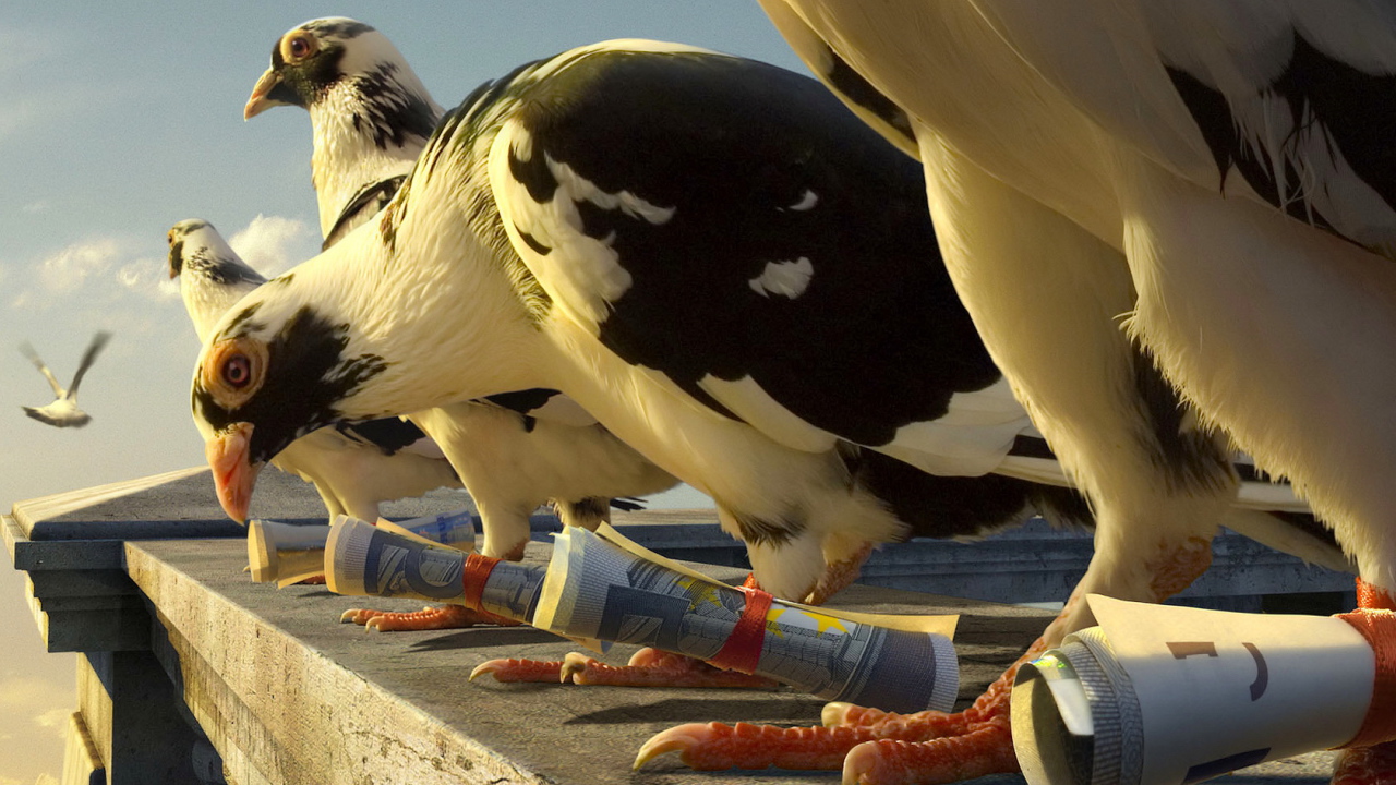 Почтовые голуби