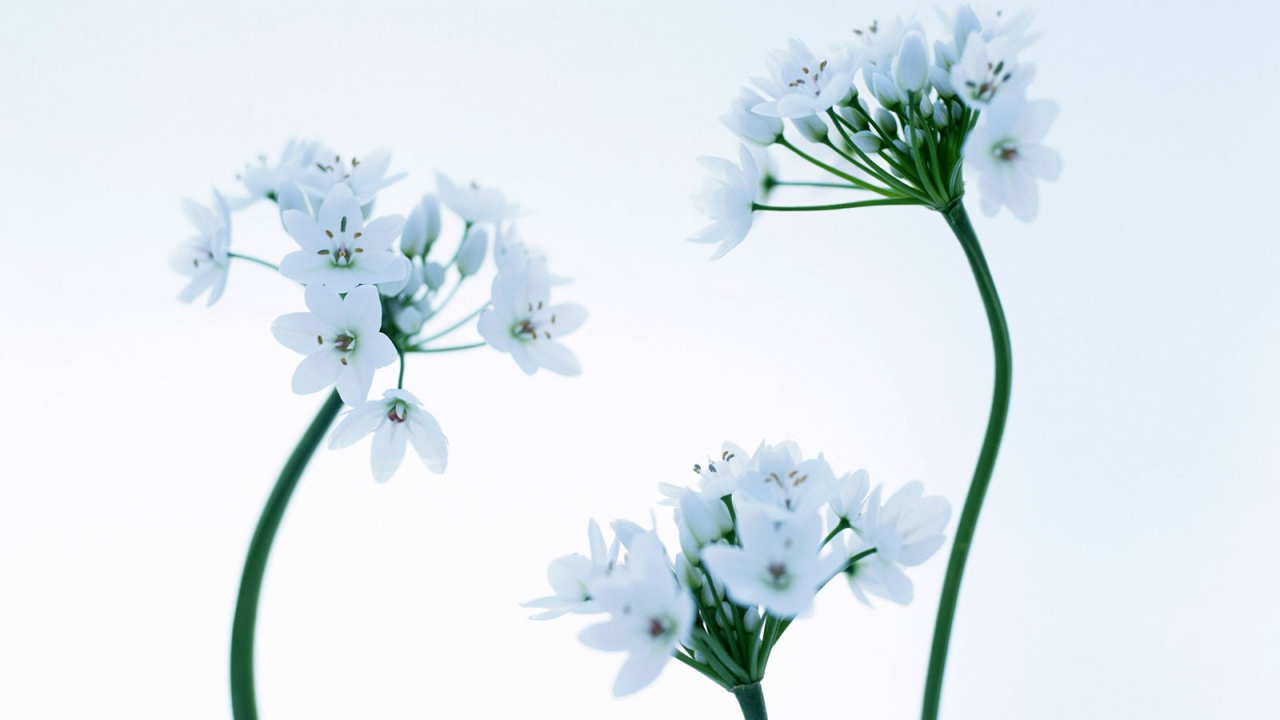 Красивые цветочки на 8 марта