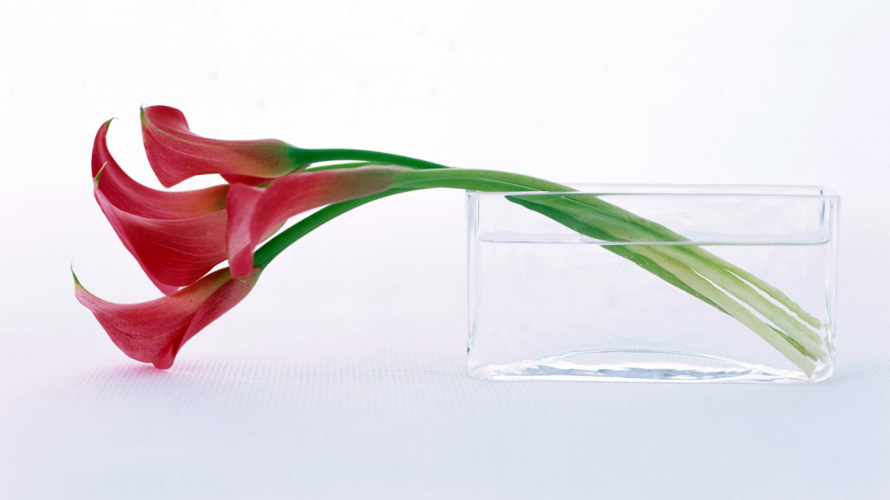 Нежный цветок на праздник 8 марта