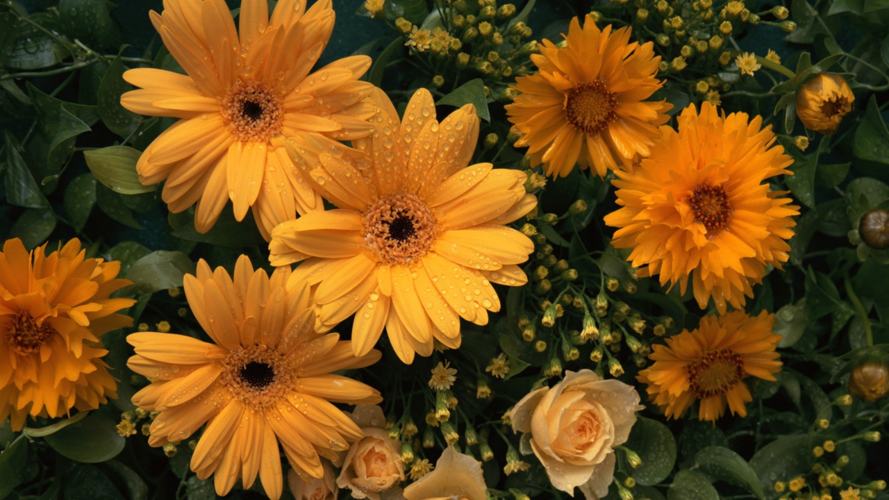 Цветы любимой женщине