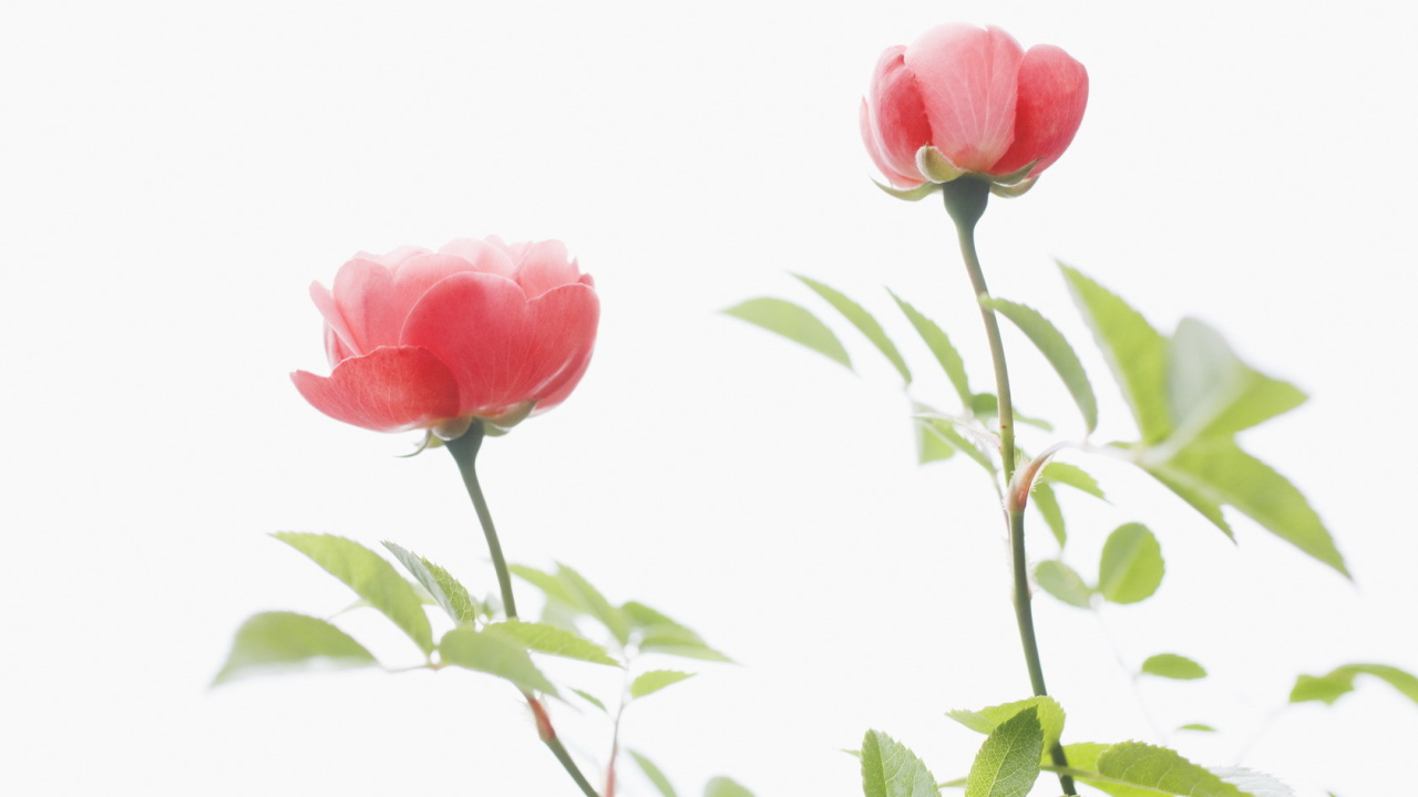 Цветы для любимых женщин