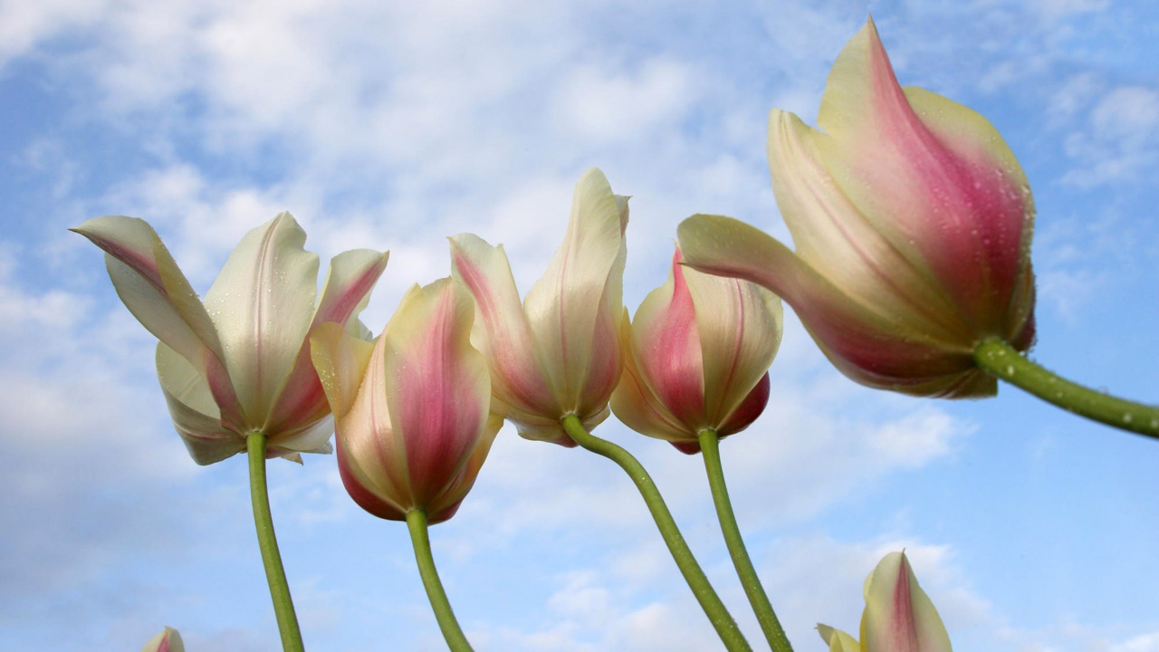 Цветы женщинам на 8 марта