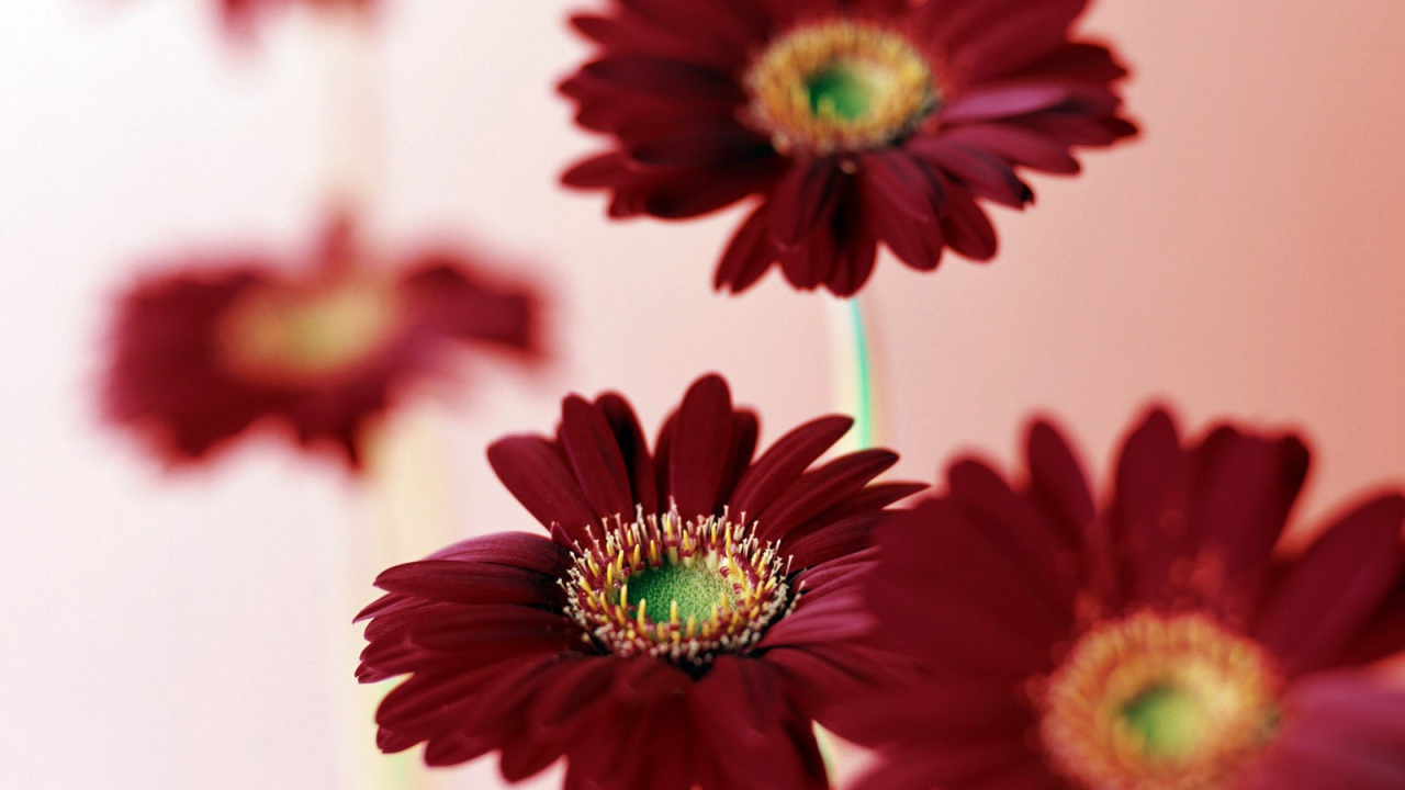 8 марта цветы для дам