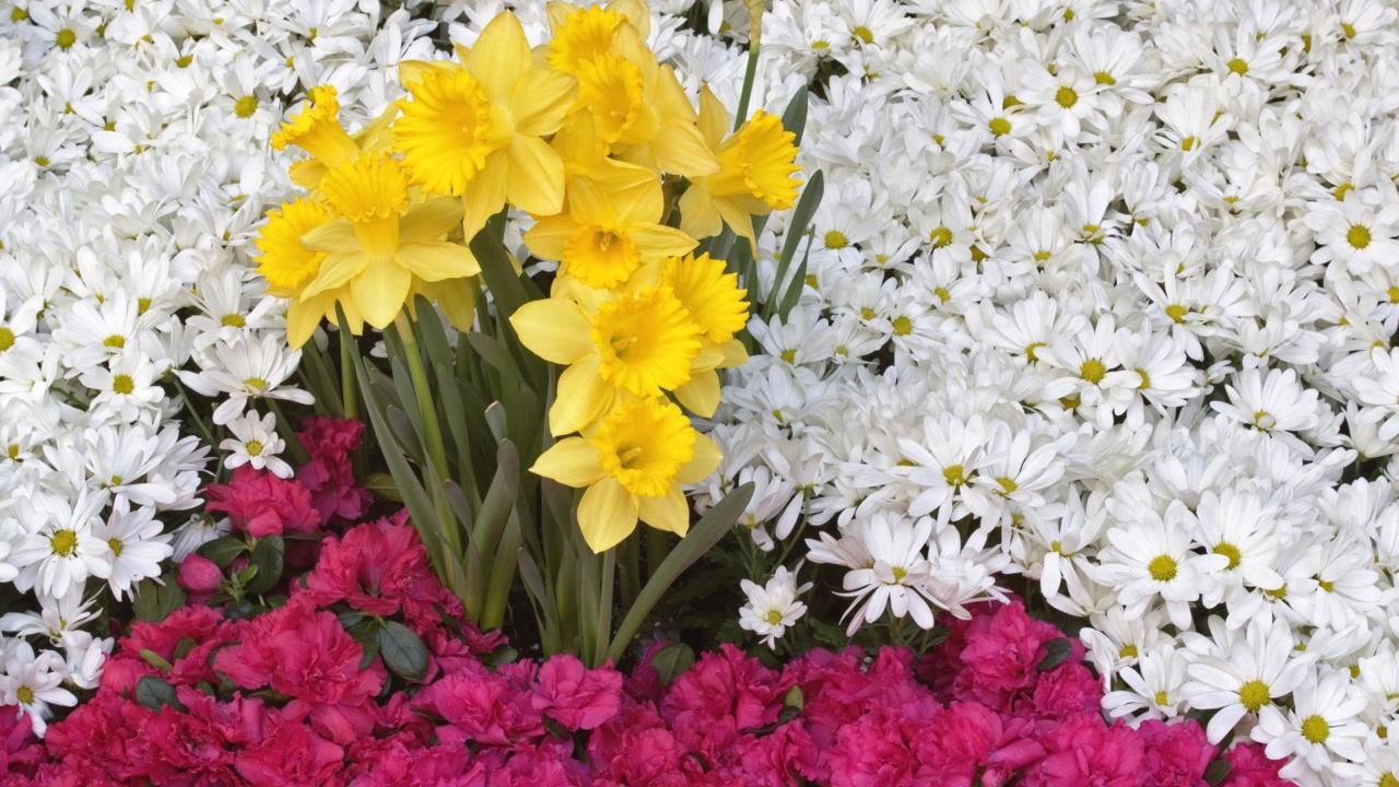 Приятные цветы красивым женщинам