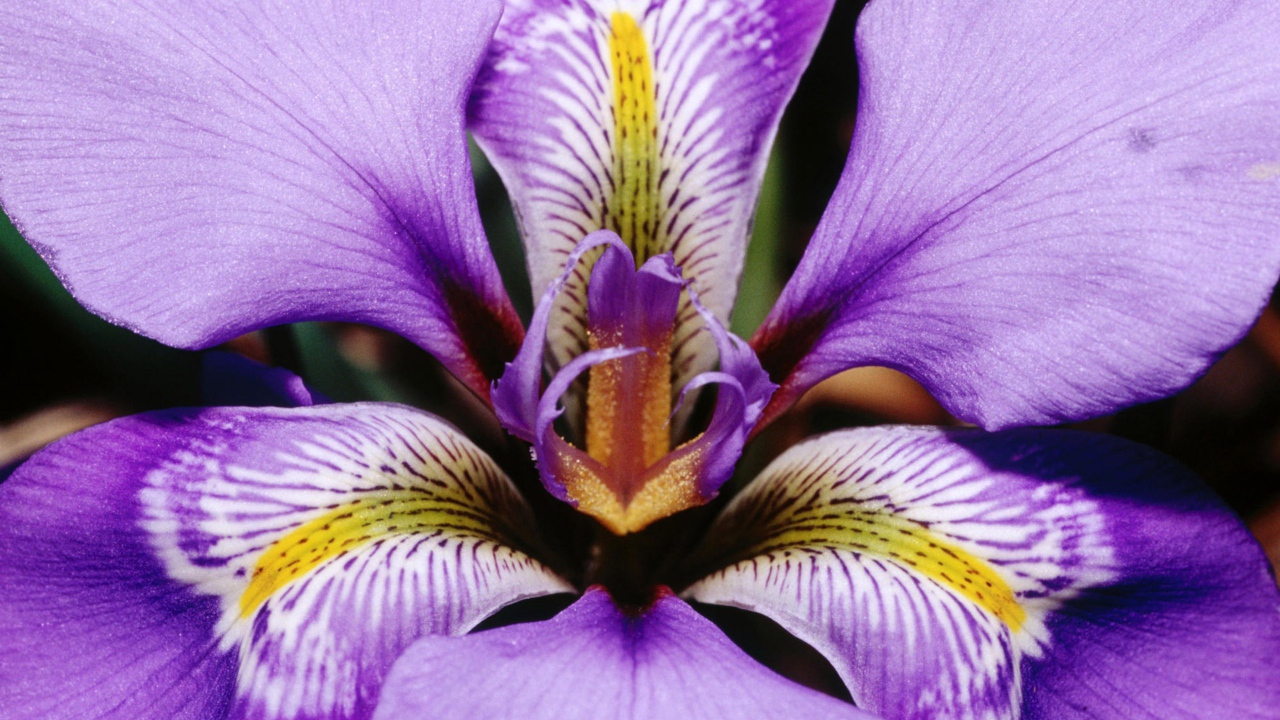 Purple Flower gift on March 8