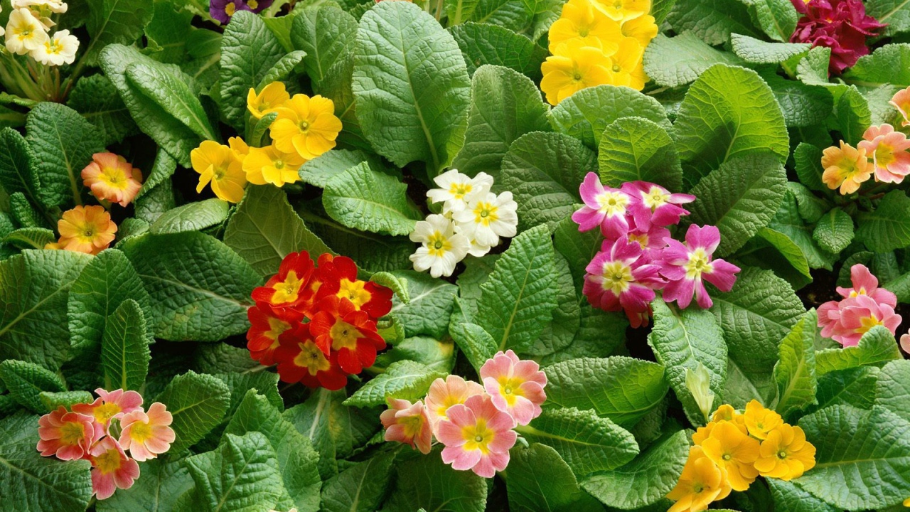 Девушкам к празднику 8 марта