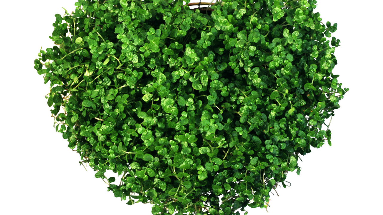 Сердечко из зелени