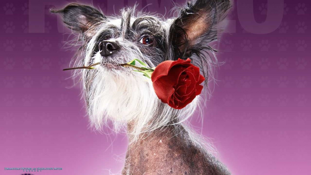 Отель для собак / Hotel for Dogs кино 2009