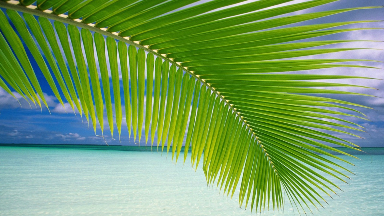 Пальмовая ветвь