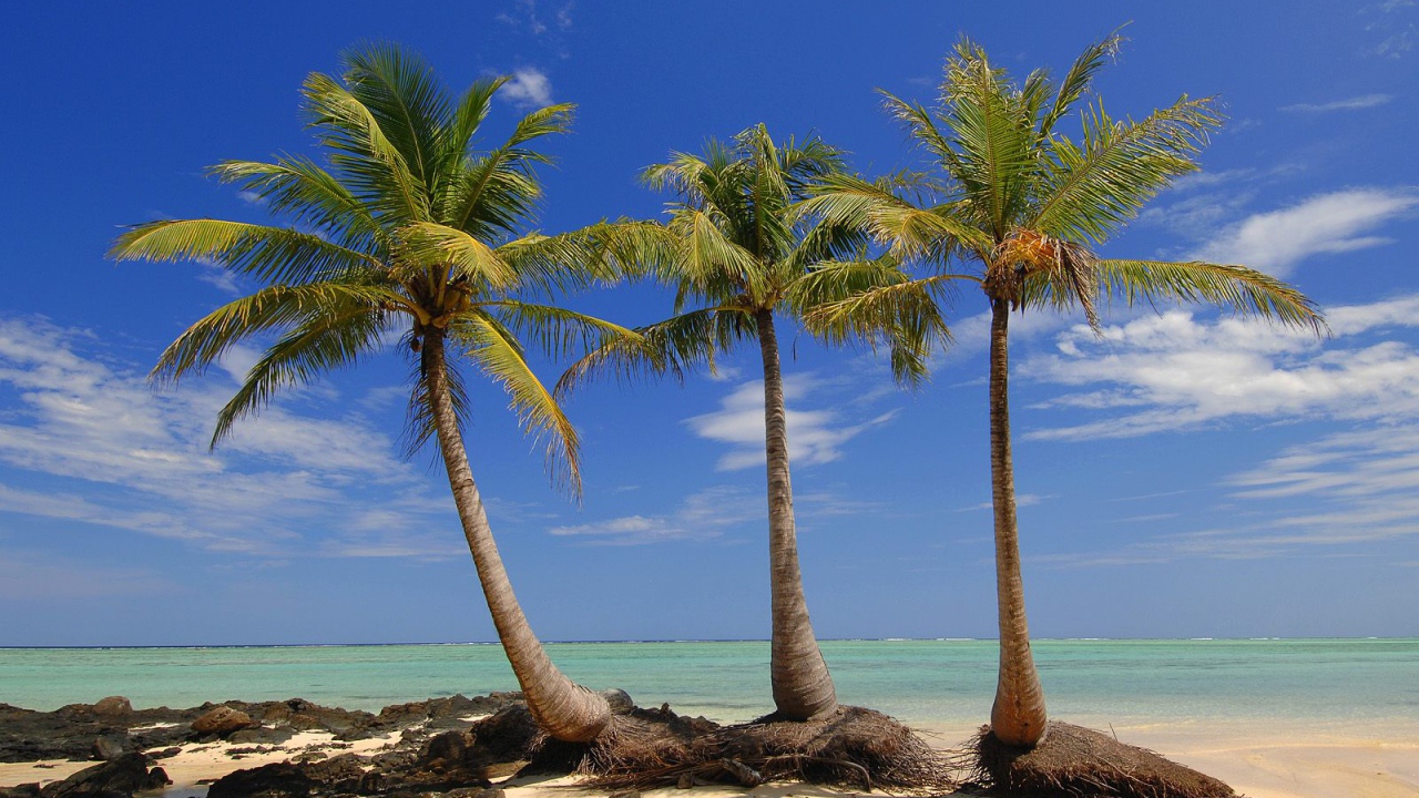 Пальмы на пляже