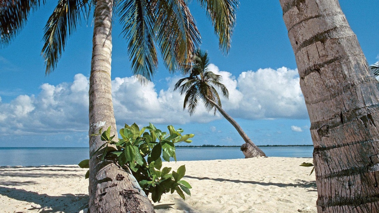 Пальмы на пляже