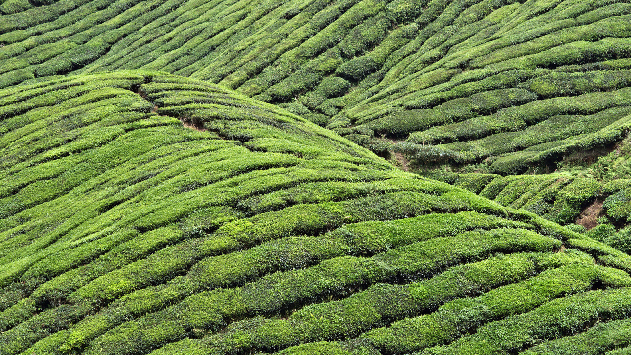 Чайные плантации