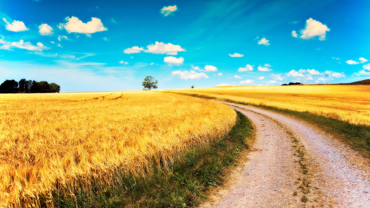 Дорога среди полей