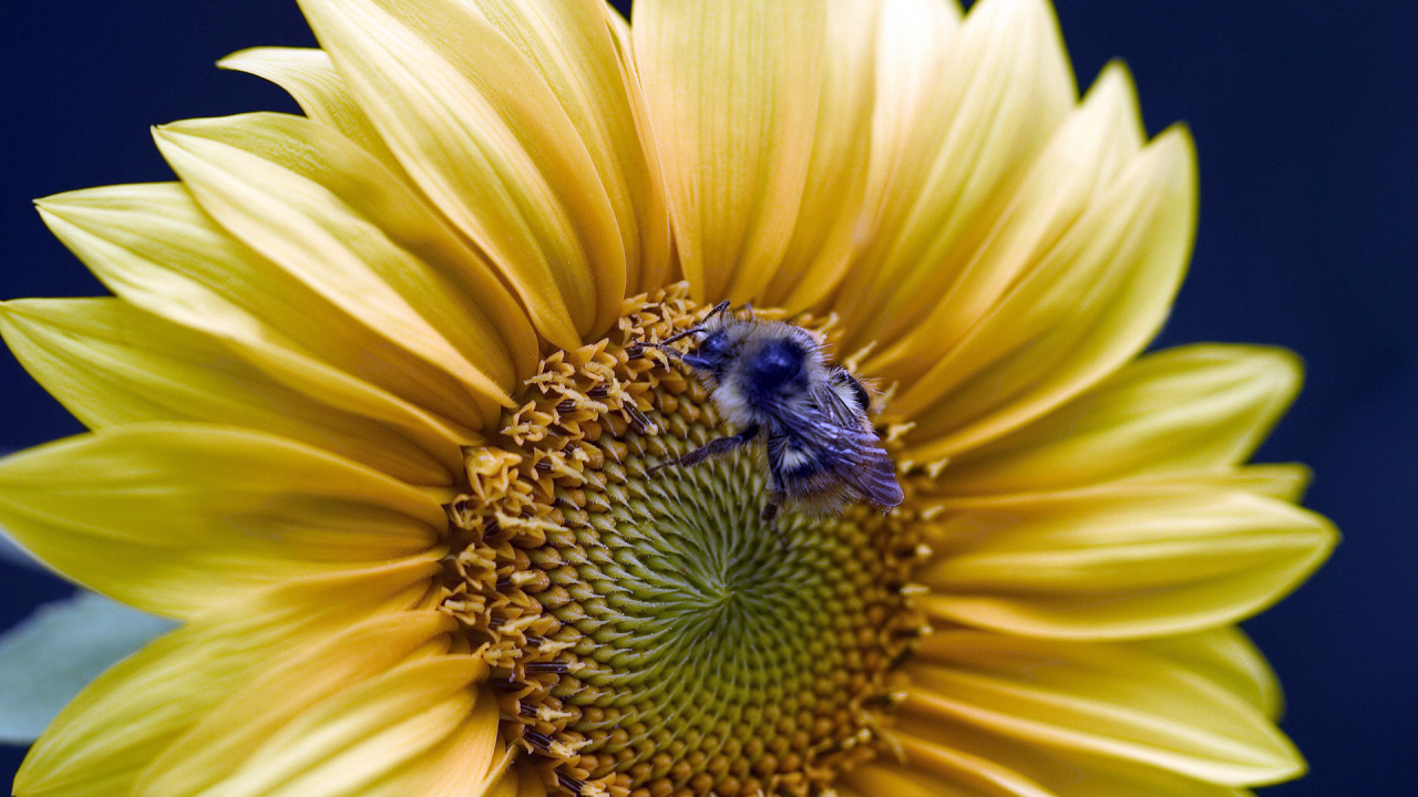 Золотой подсолнух