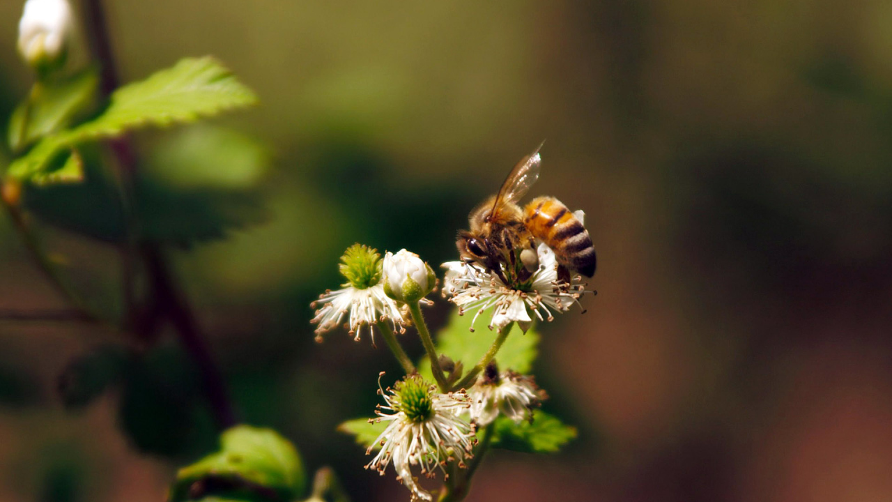Весенние цветы